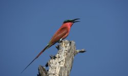 Guepier carmin - Carmine Bee-Eater
