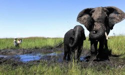 ABU CAMP, Okavango Delta, Botswana